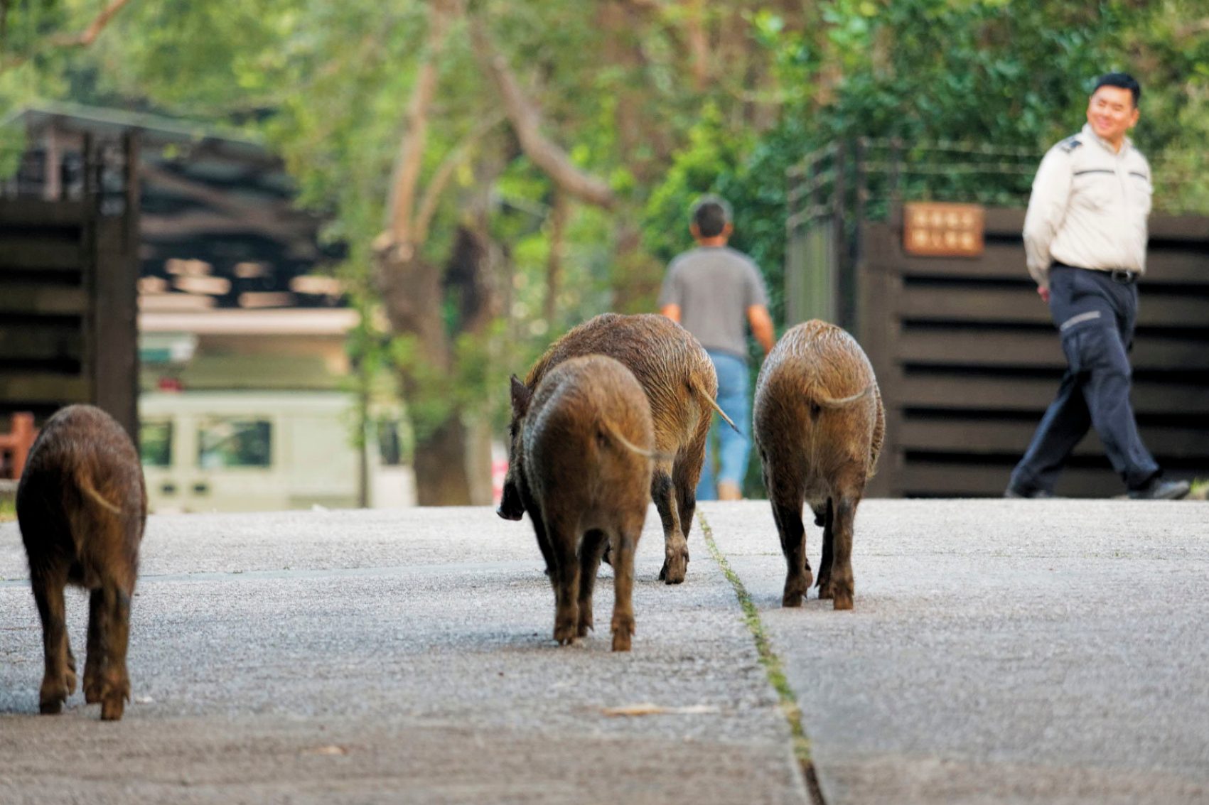 Boars walking on the street.