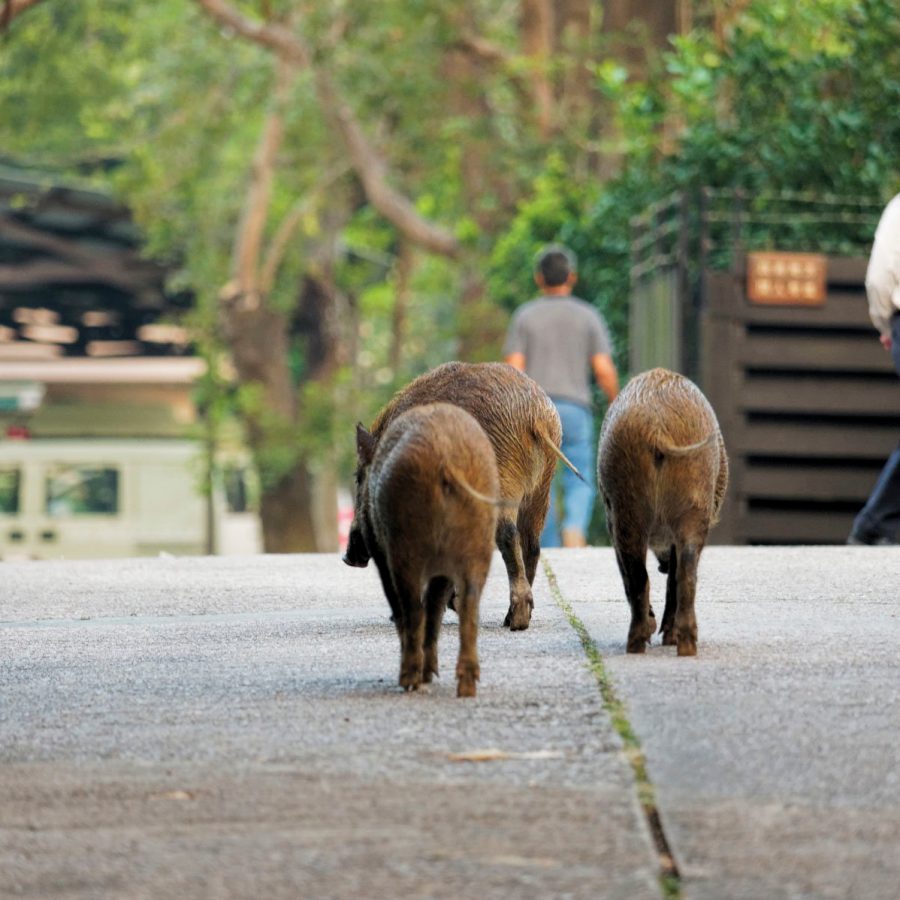 Boars walking on the street.