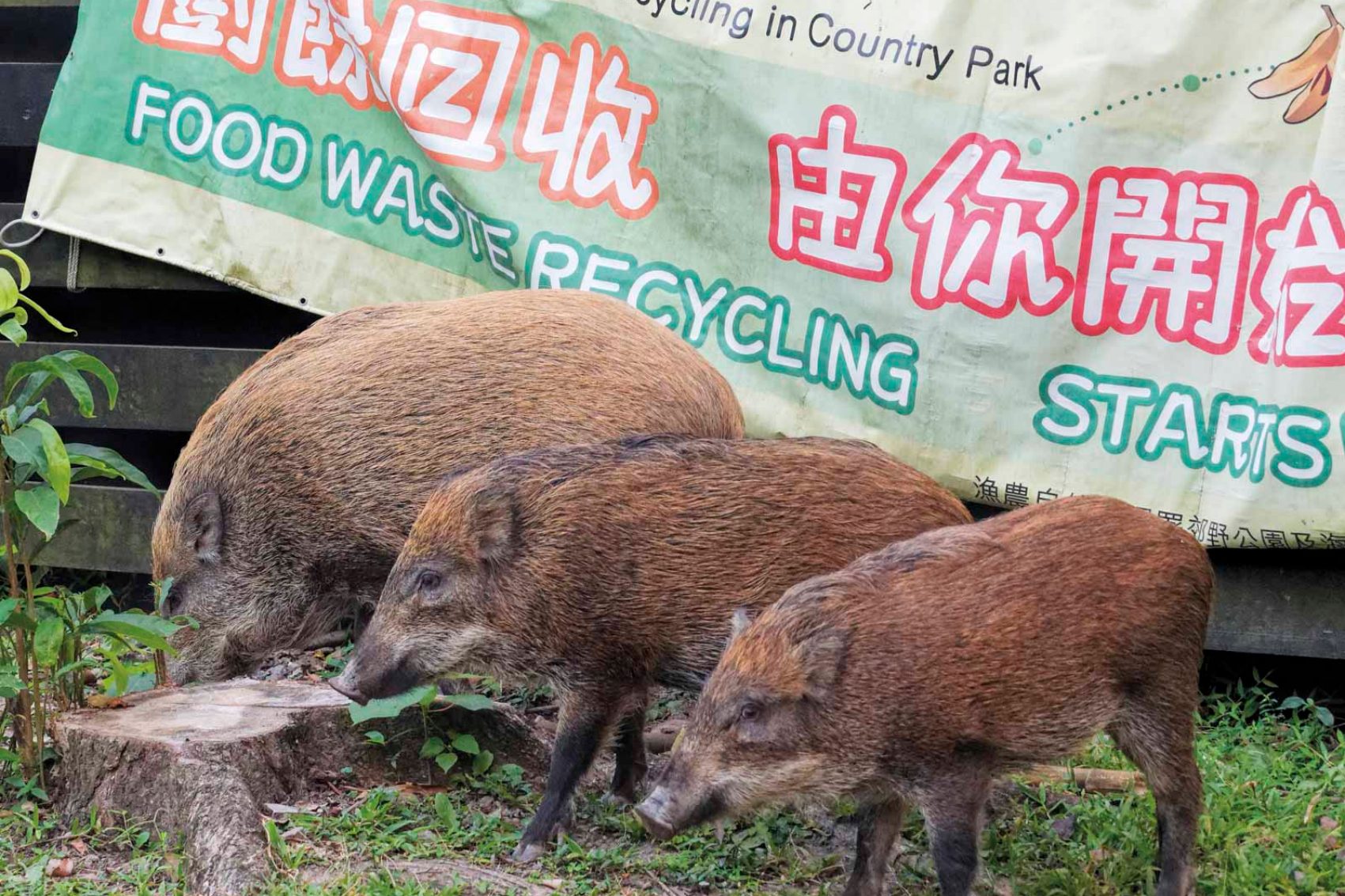 Boars' family