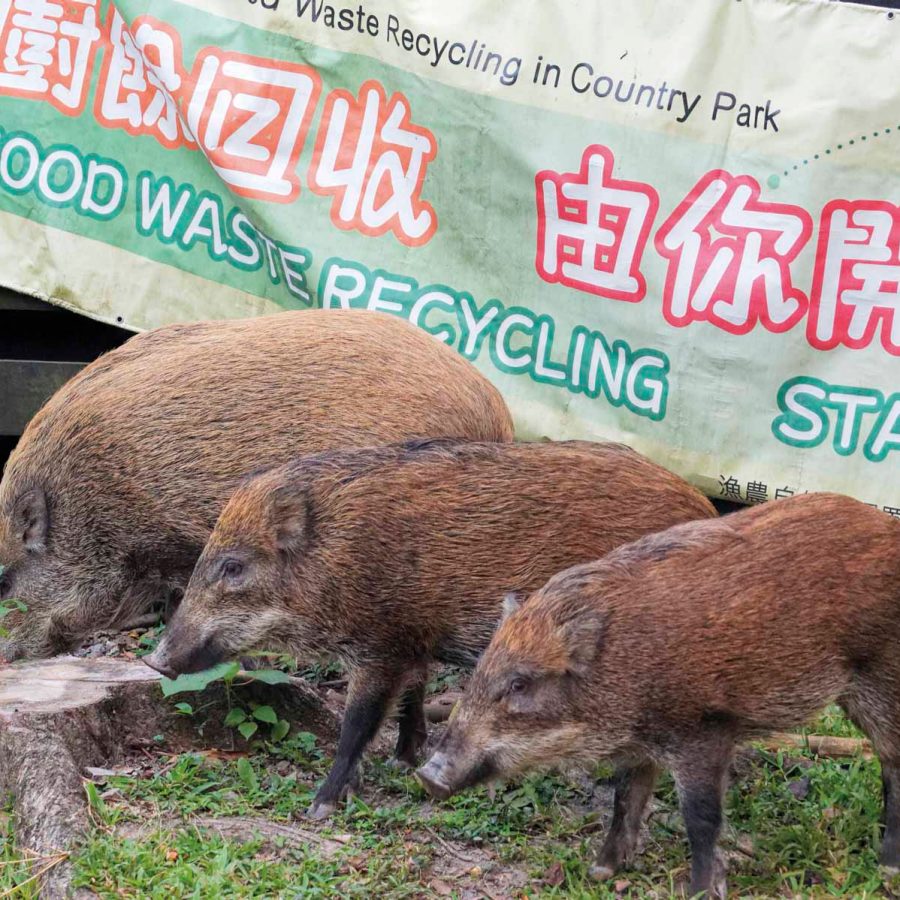 Boars' family