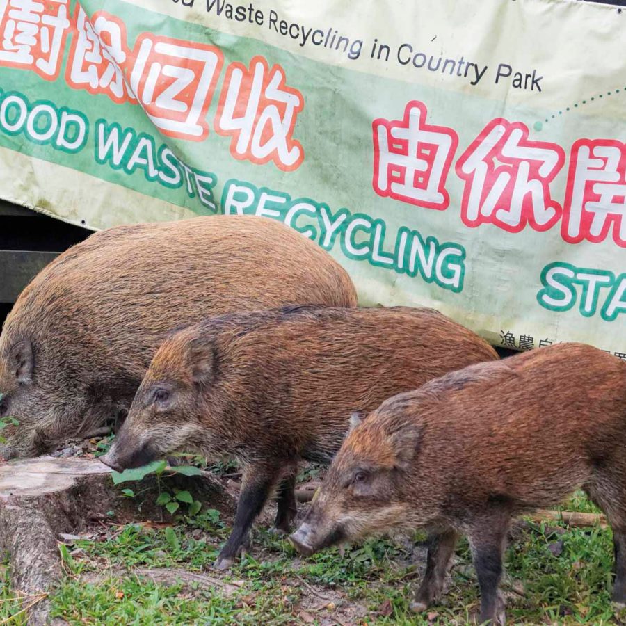 Boars' family.