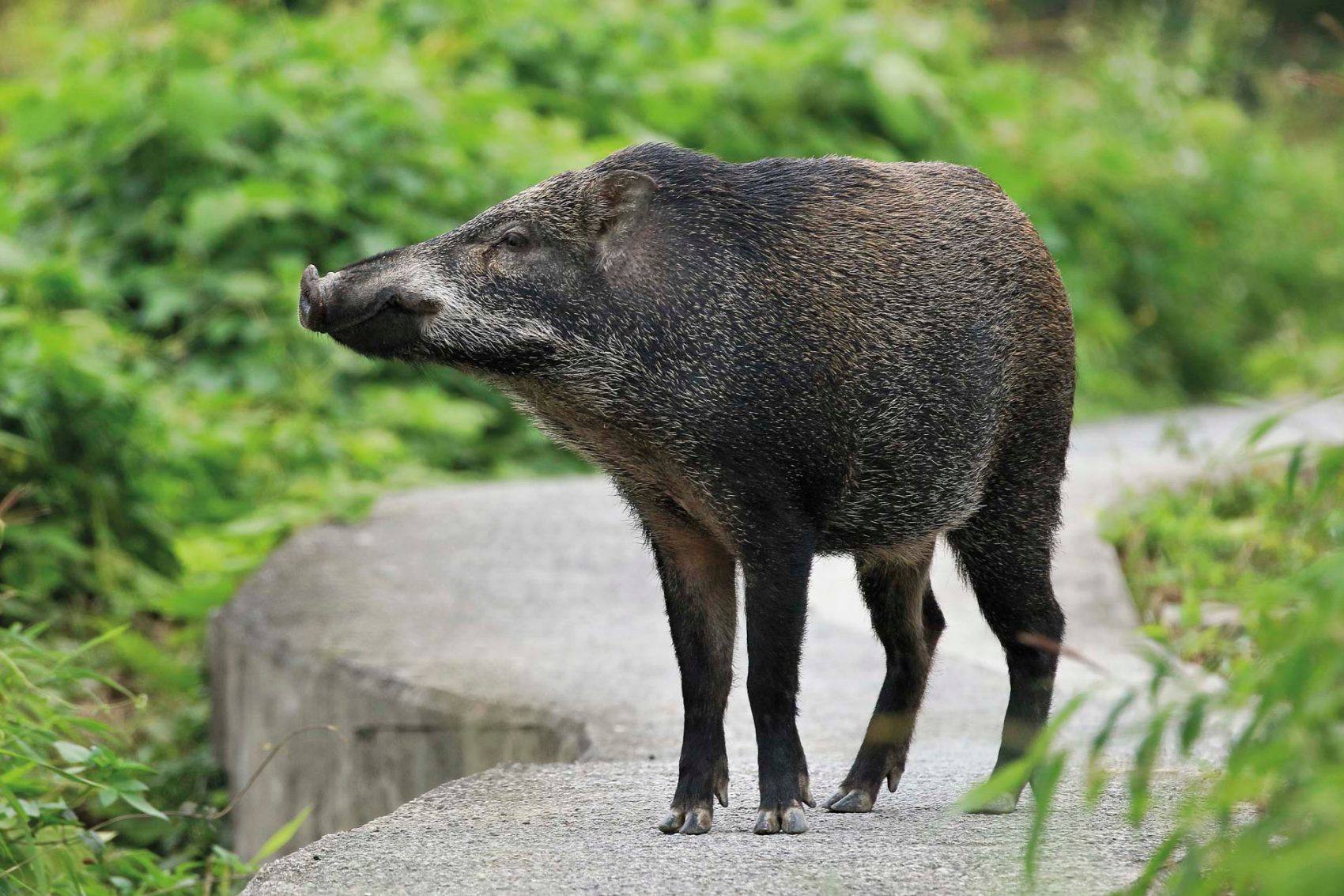 Wild boars. Credit: Jimmy Chan / Shutterstock  