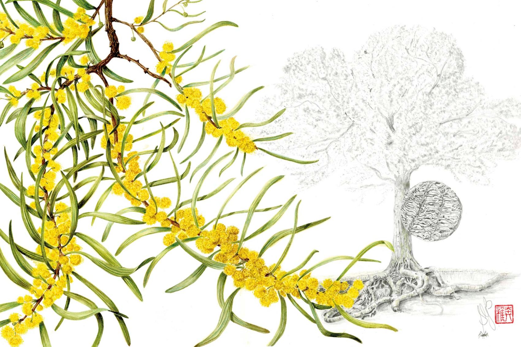Tree illustration; Credit: Sally Grace Bunker