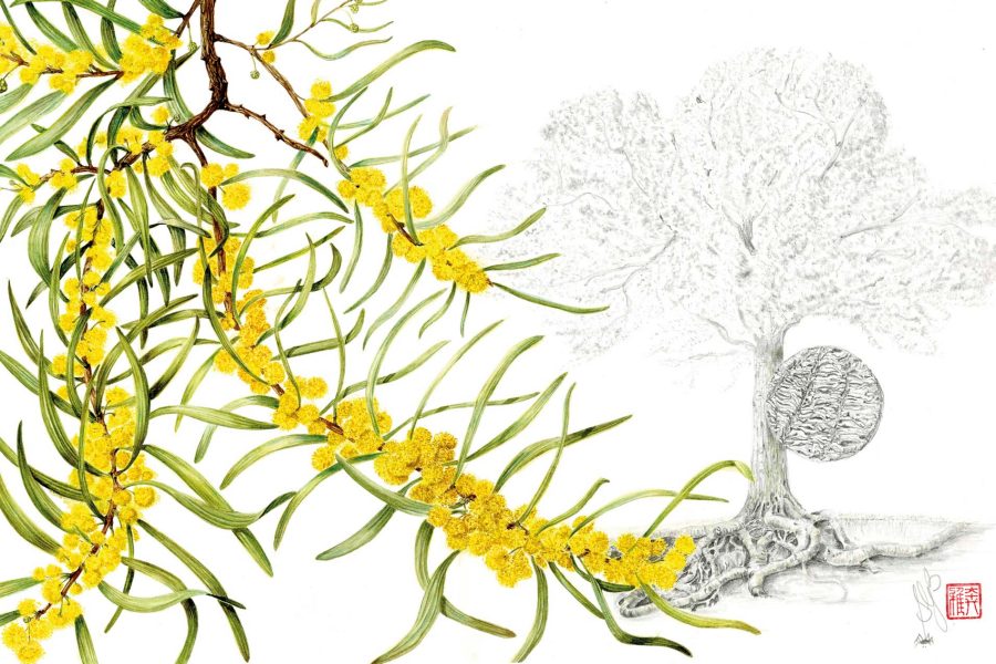 Tree illustration; Credit: Sally Grace Bunker
