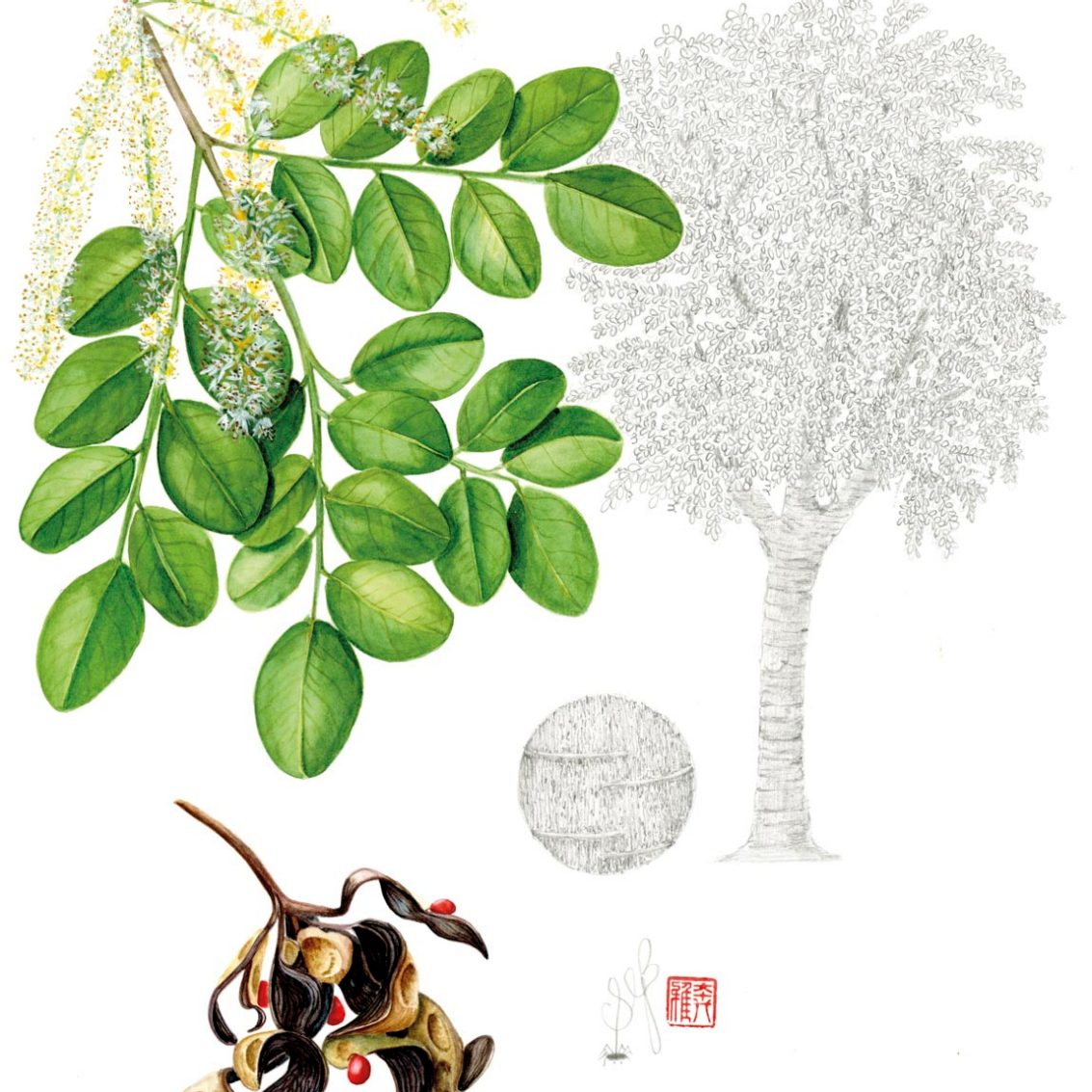 Illustrations of Adenanthera microsperma; Credit: Sally Grace Bunker