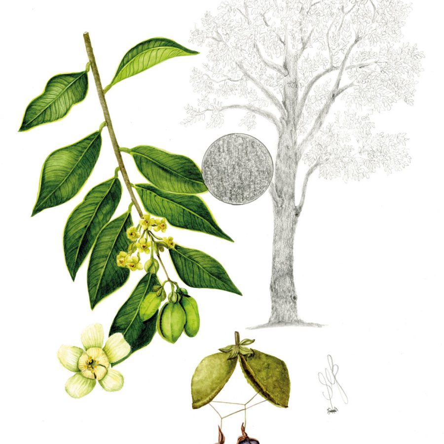 Illustrations of Aquilaria sinensis; Credit: Sally Grace Bunker