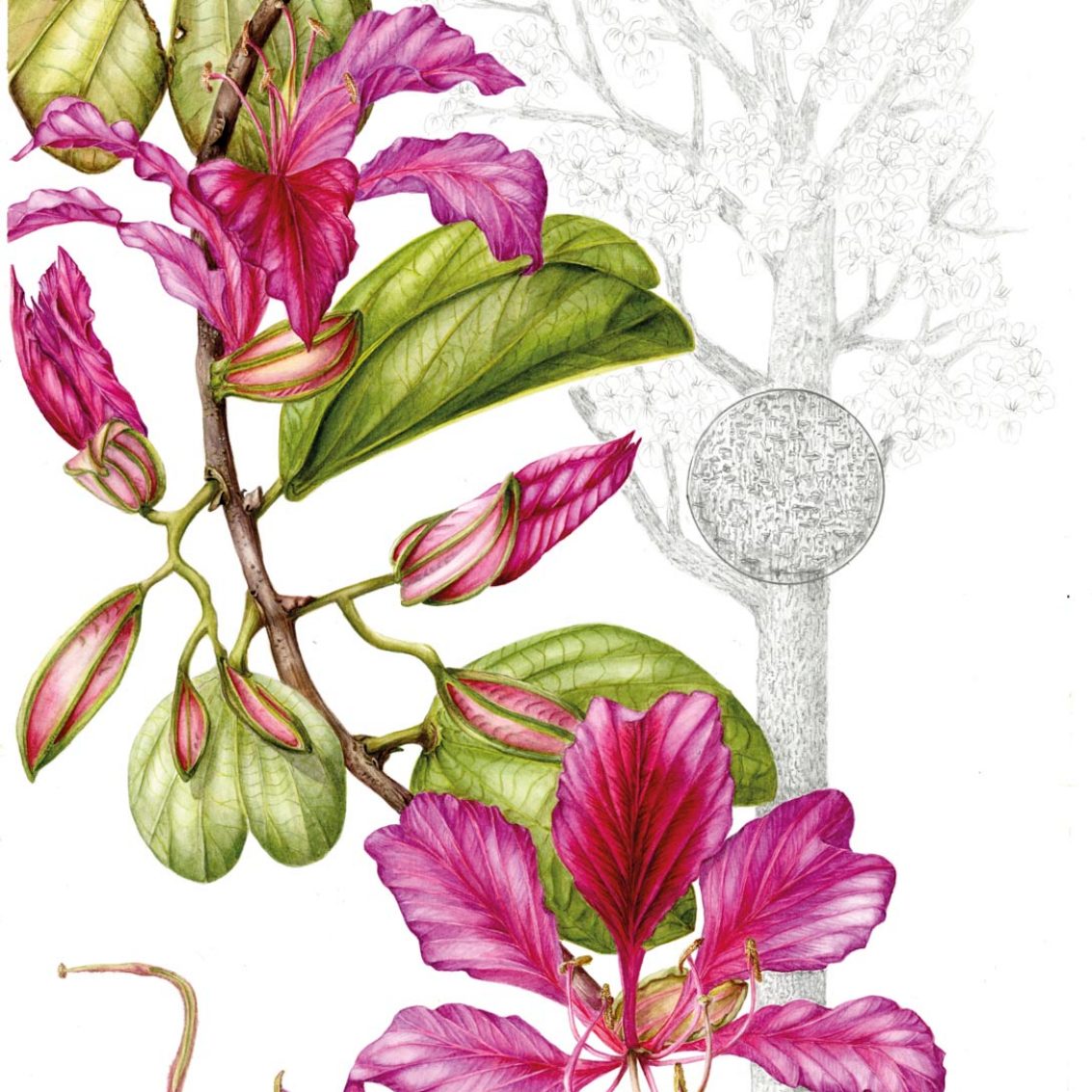 An illustration of Hong Kong's Bauhinia blakeana; Credit: Sally Grace Bunker