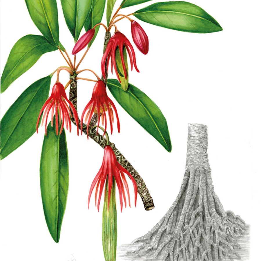 Illustration of Bruguiera gymnorhiza; Credit: Sally Grace Bunker