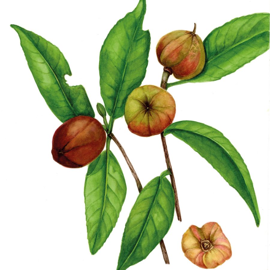 Illustration of Pyrenaria spectabilis; Credit: Sally Grace Bunker