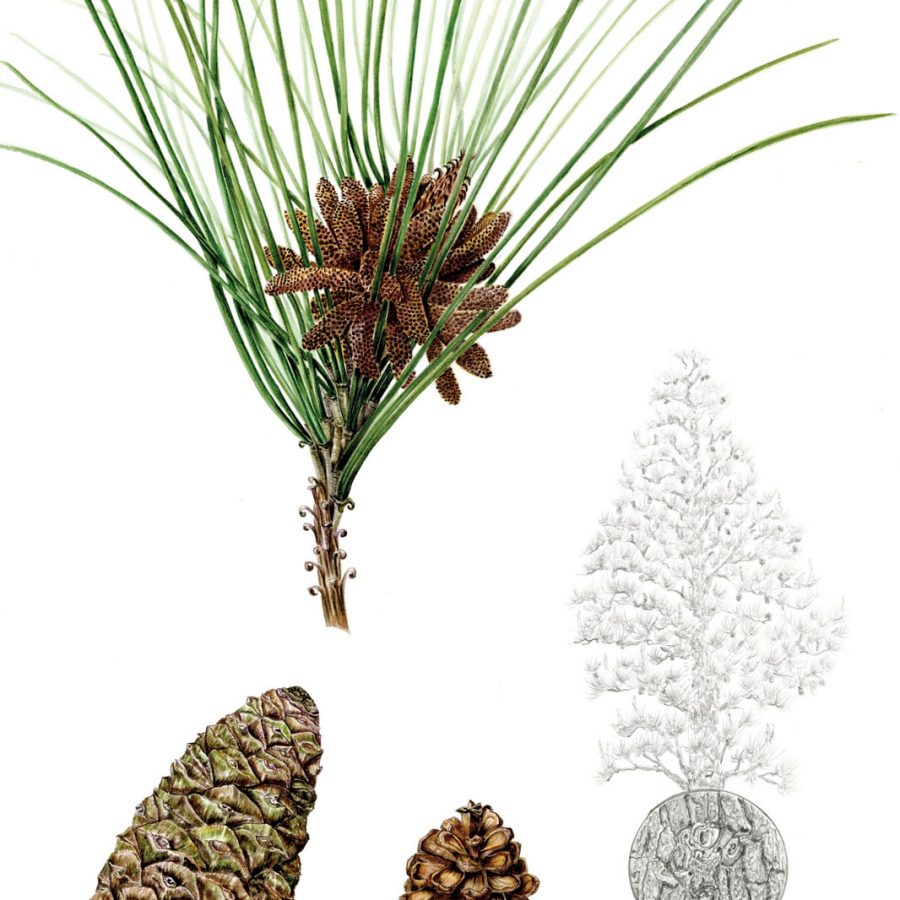 Illustration of Pinus massoniana; Credit: Sally Grace Bunker