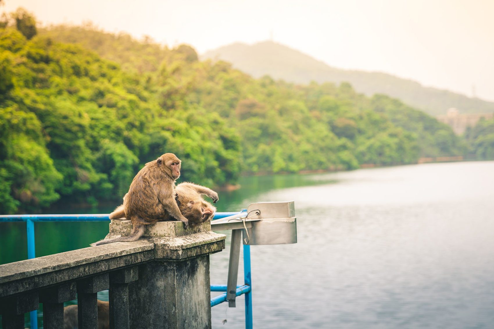 Kam Shan is known as Monkey Mountain for good reason: most of Hong Kong’s 2,000 or so primates live here