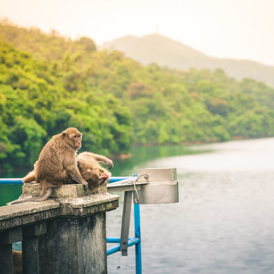 Kam Shan is known as Monkey Mountain for good reason: most of Hong Kong’s 2,000 or so primates live here