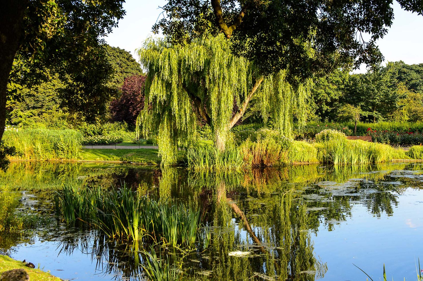 Pond in London park. Credit: Shutterstock