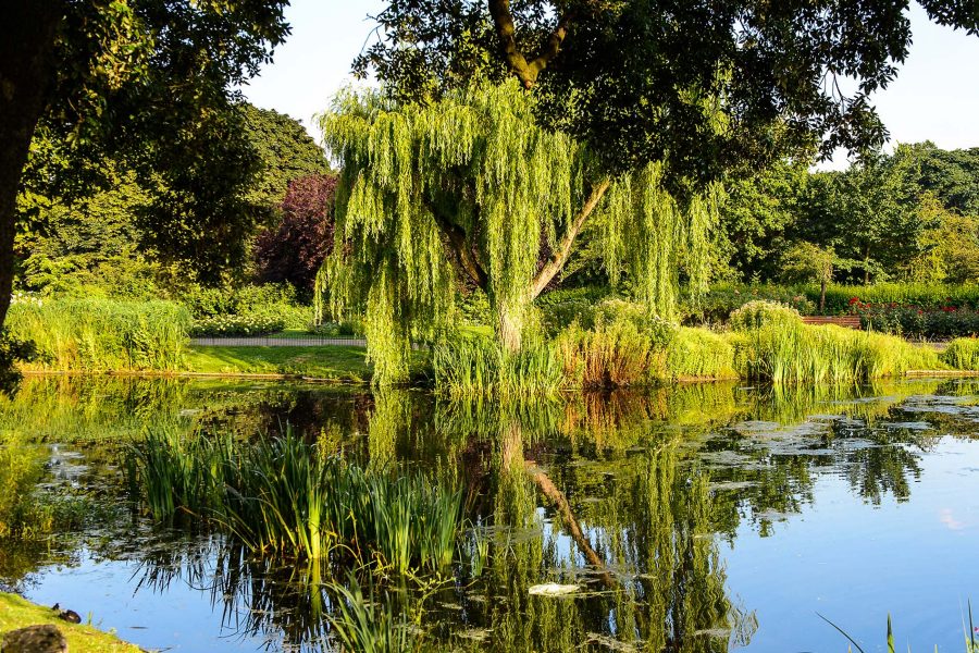 Pond in London park. Credit: Shutterstock
