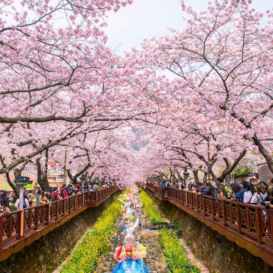 The Jinhae Gunhangje Festival in Korea. Credit: Shutterstock