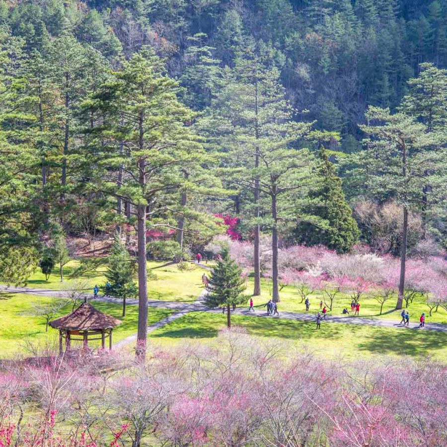 Blossoms at Wuling Farm in Taiwan. Credit: Jui-Chi Chan / Alamy Stock Photo