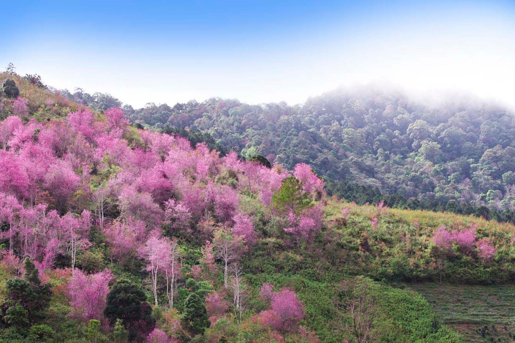 A gentle hillside in Da Lat, Vietnam is blanketed with pink cherry blossoms during the blooming season, which can start as early as January. 