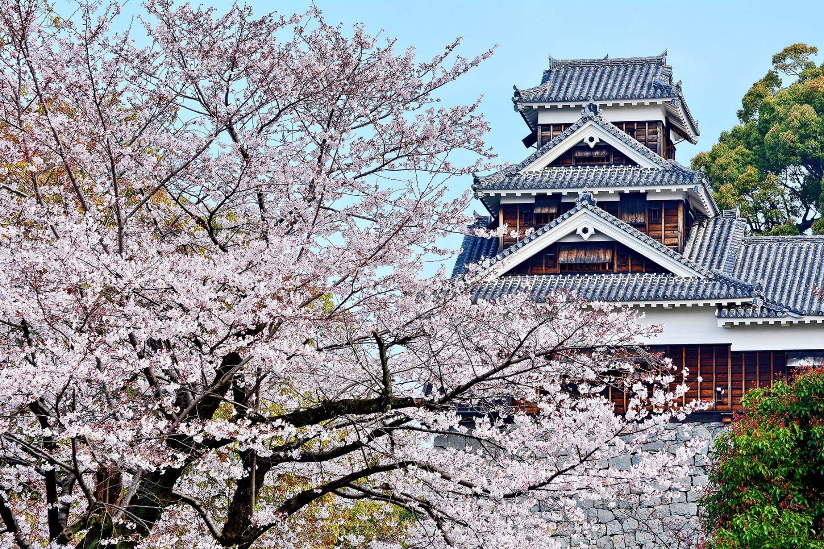 The pink branches of a cherry blossom tree block a multi-storey temple from view. 