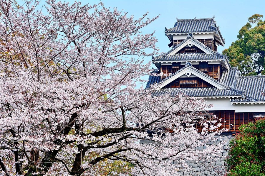The pink branches of a cherry blossom tree block a multi-storey temple from view. 