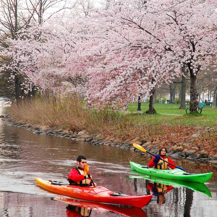 Cherry blossoms on the Charles River in Boston