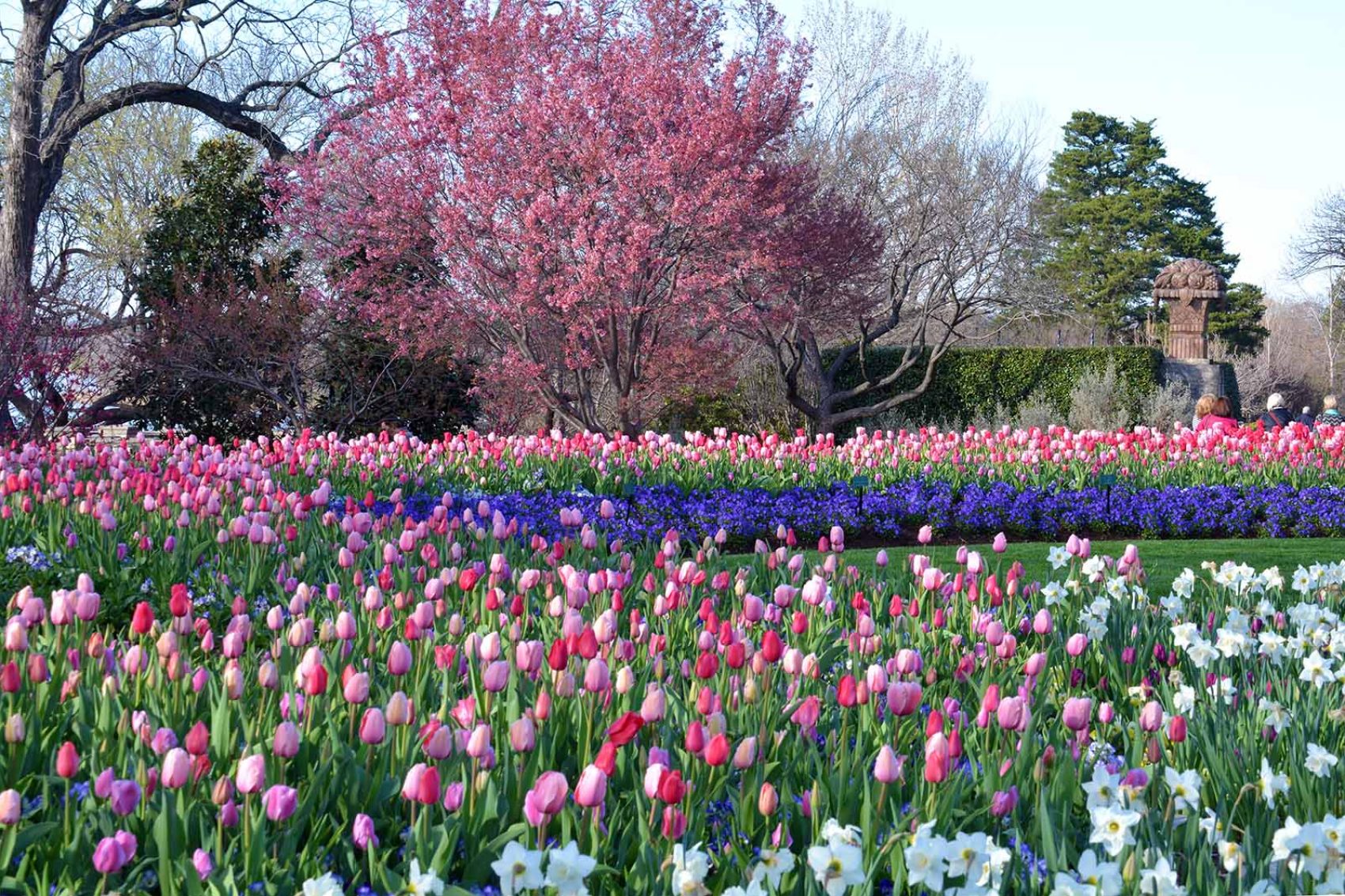 Cherry blossoms in the Dallas Arboretum