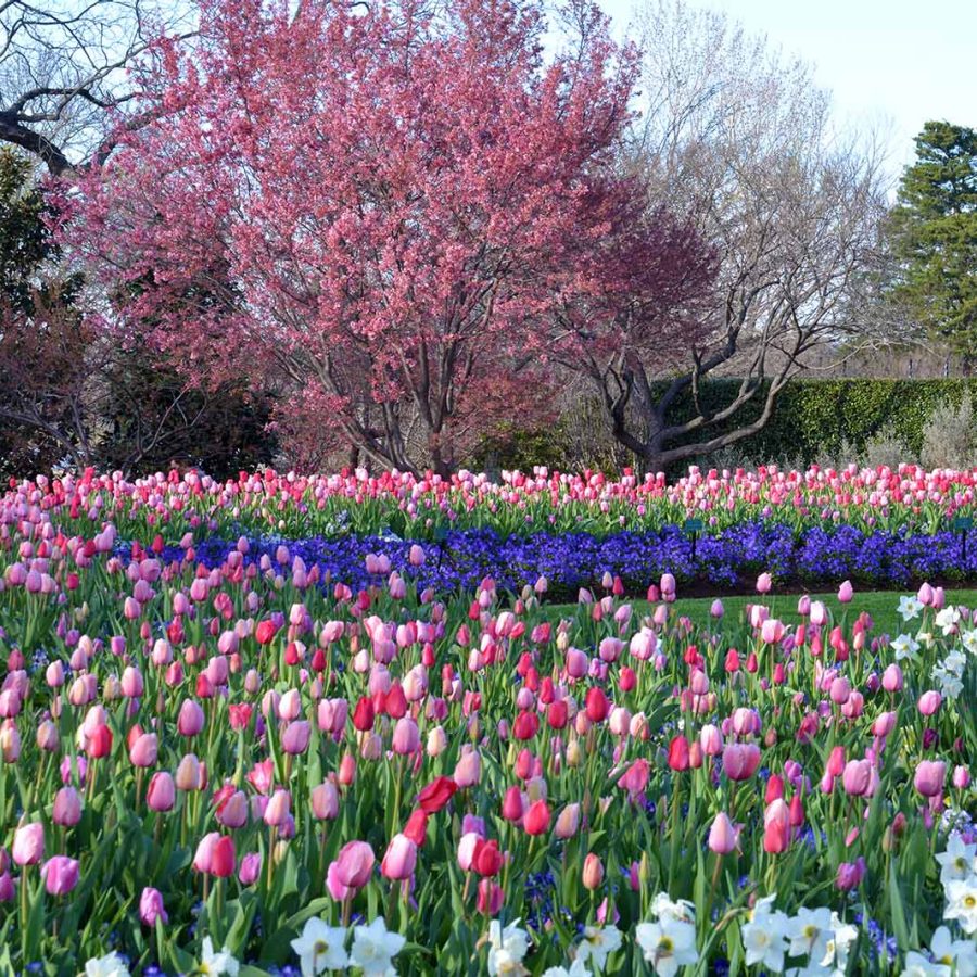Cherry blossoms in the Dallas Arboretum