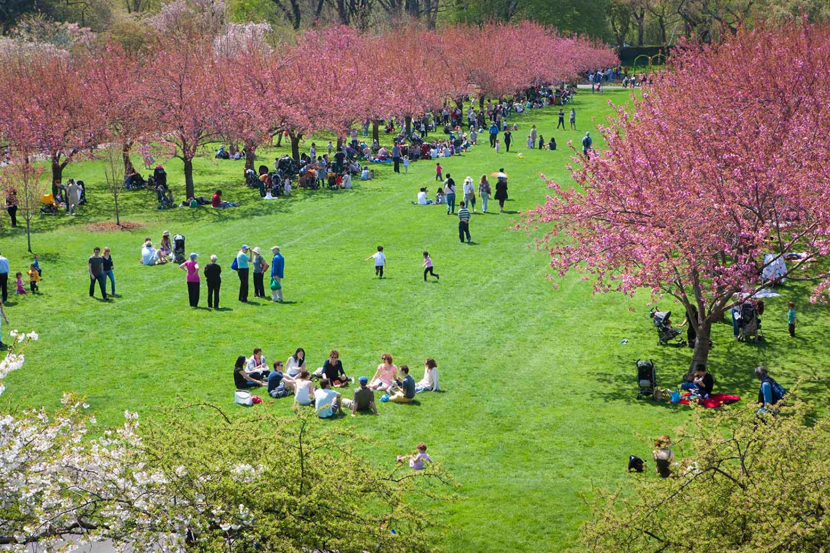 Cherry blossoms in New York City
