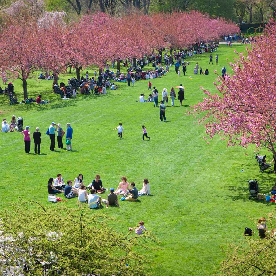Cherry blossoms in New York City