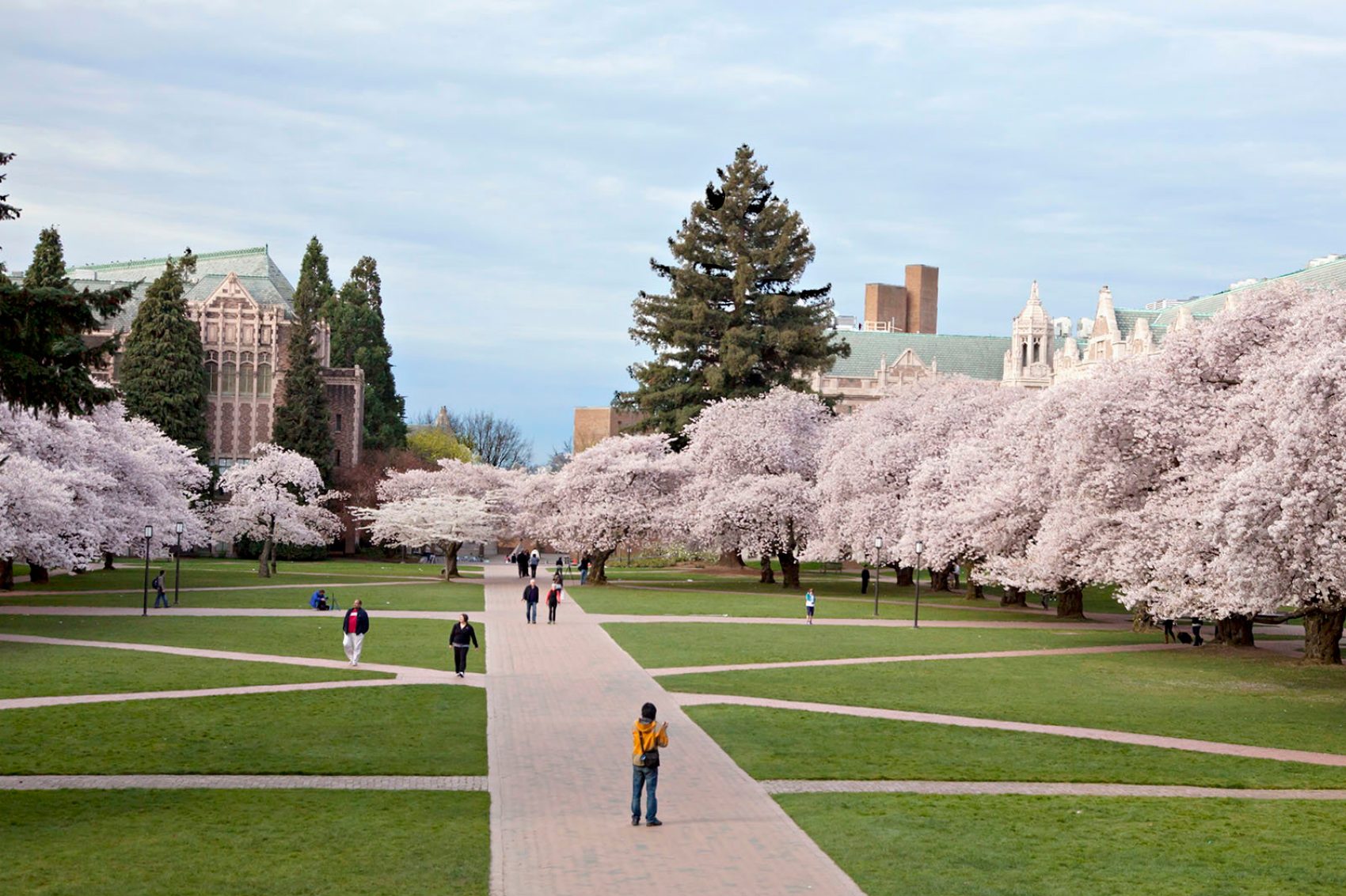 Cherry blossoms in Seattle, Washington