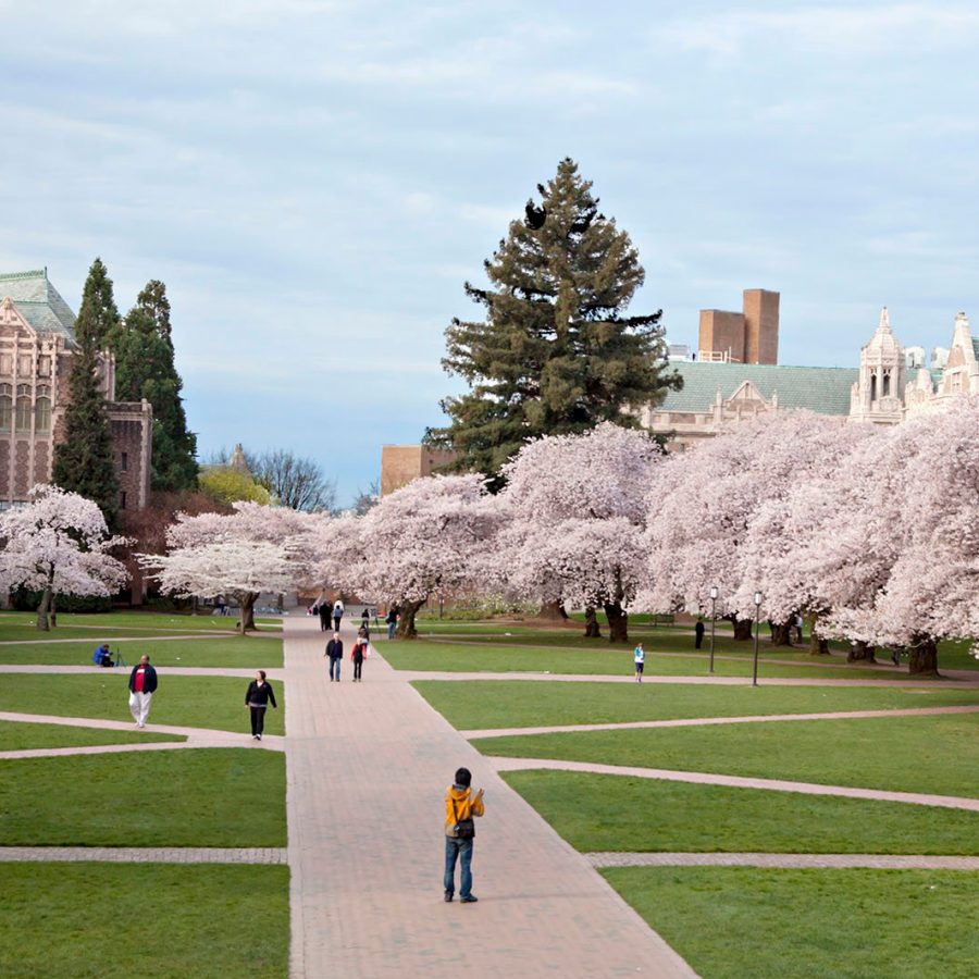 Cherry blossoms in Seattle, Washington