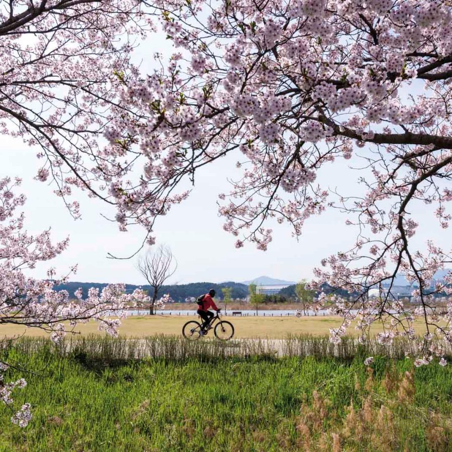 Gangneung: Seoul’s breezy escape