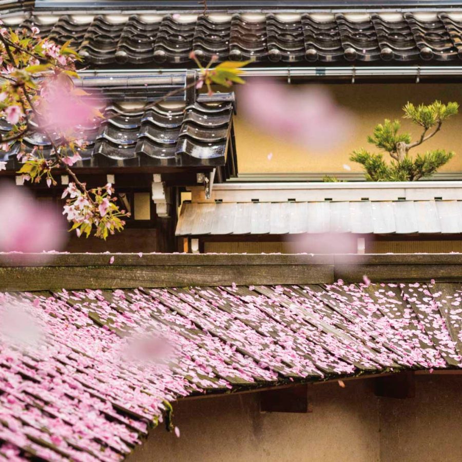 Cherry blossoms in Kanazawa