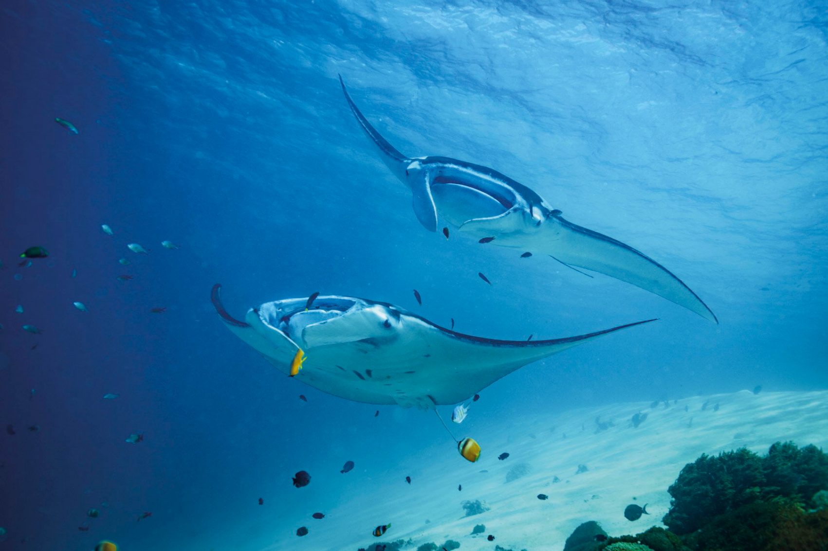 Giant Manta Rays