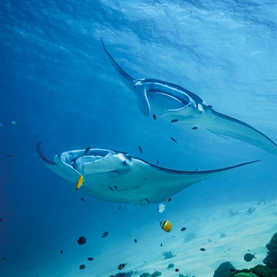 Giant Manta Rays
