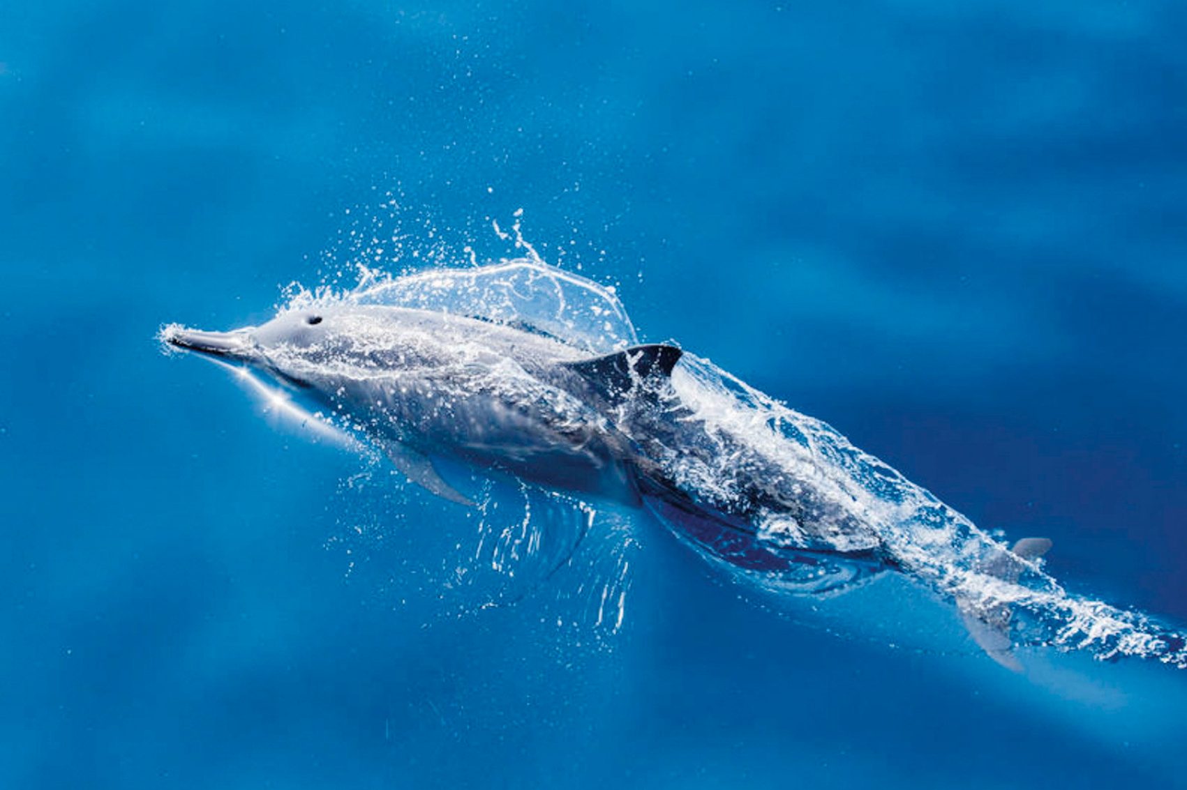 Dolphins