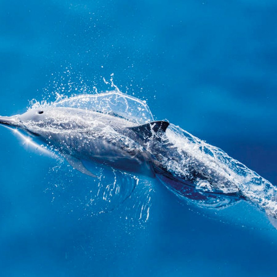 Dolphins