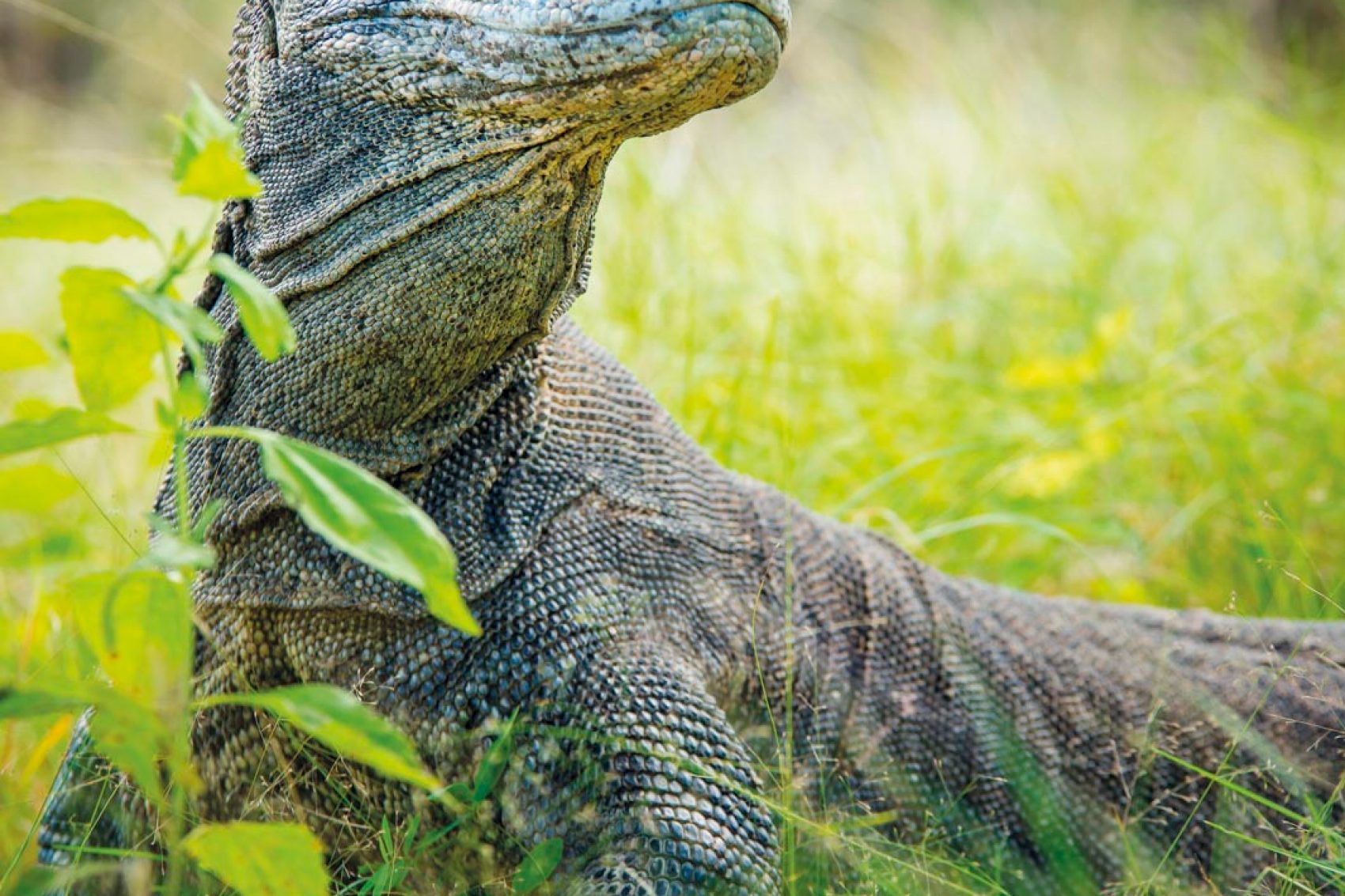 Komodo Dragon