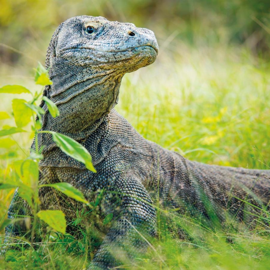 Komodo Dragon