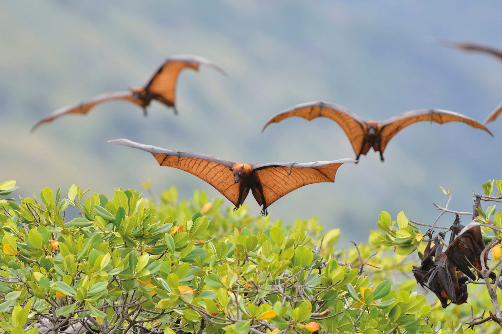 Sunda Flying Foxes