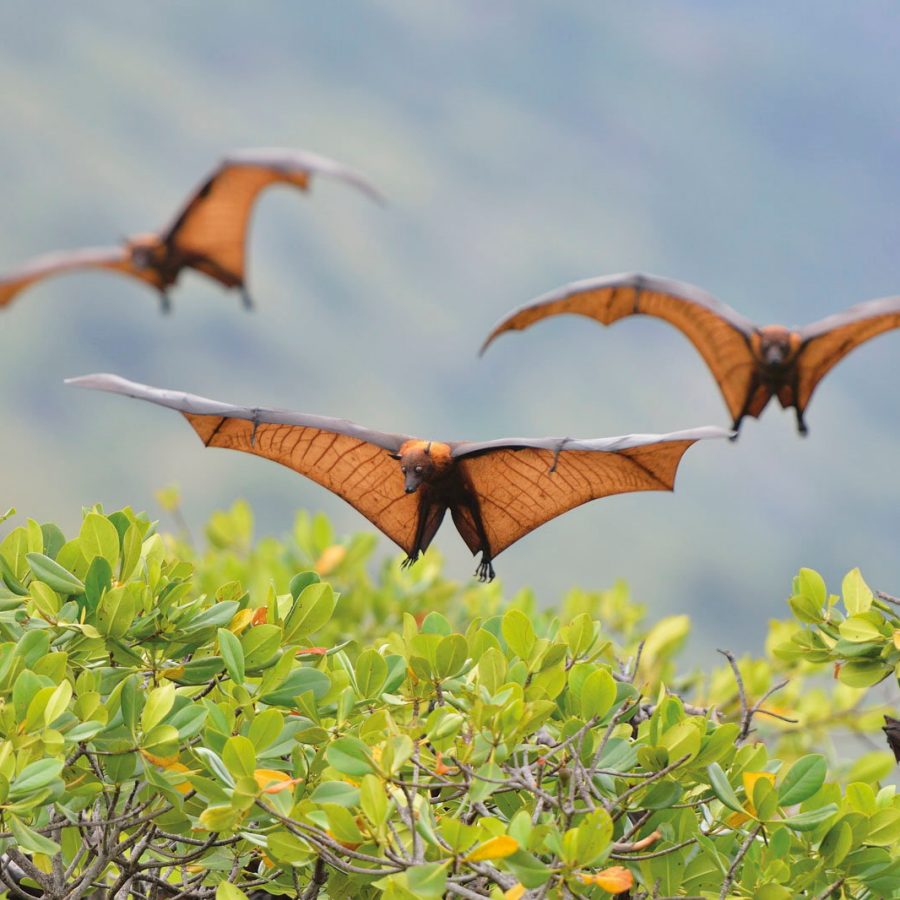 Sunda Flying Foxes