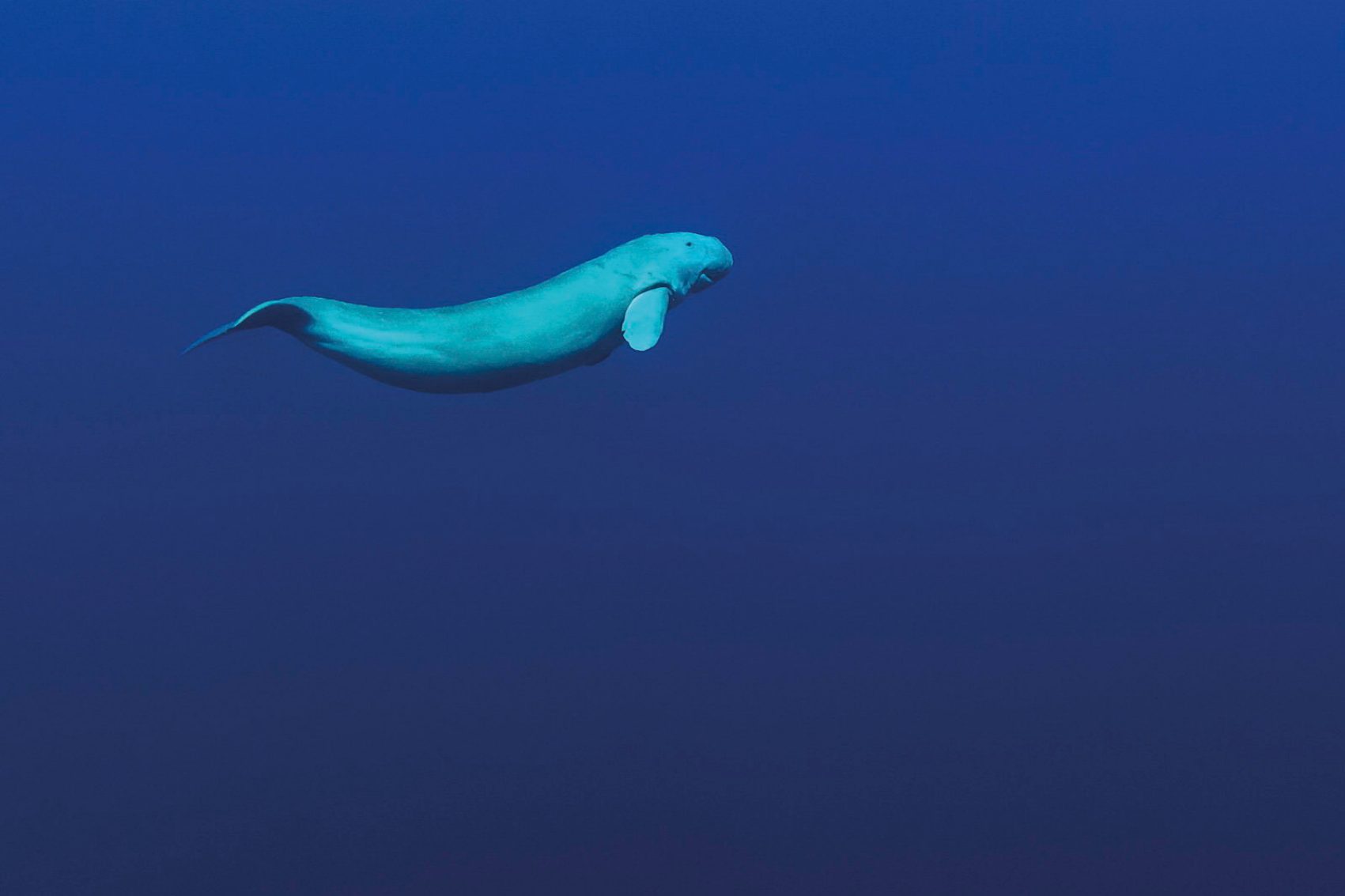 Dugongs