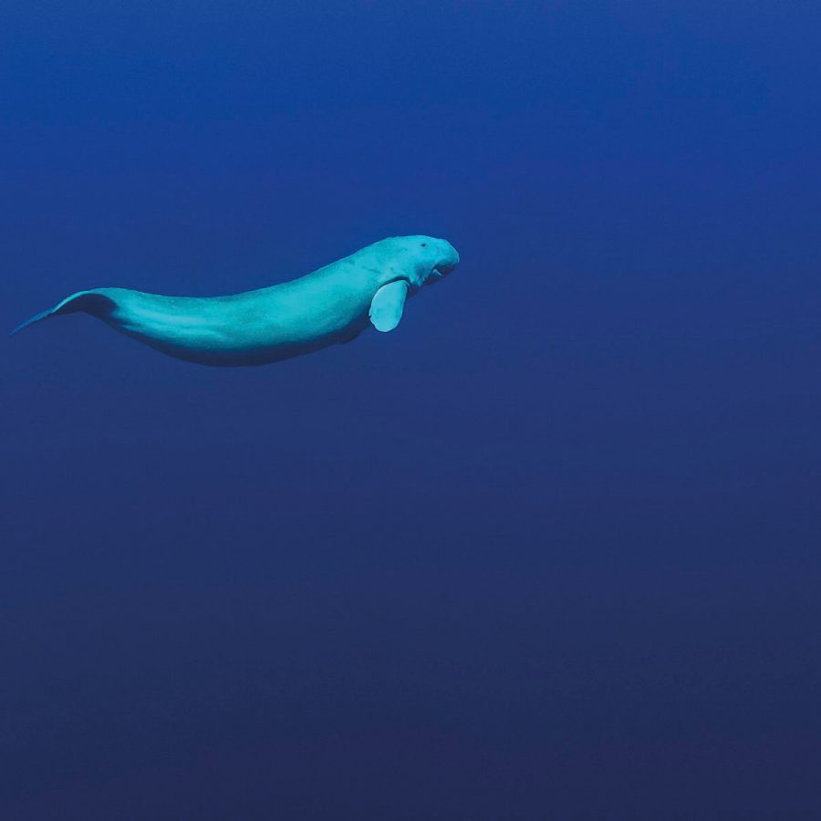 Dugongs
