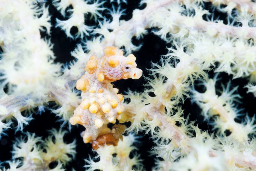 Bargibanti Pygmy Seahorse, Komodo National Park, Indonesia