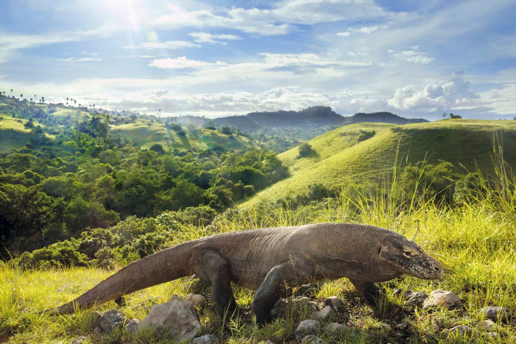 Komodo Dragons