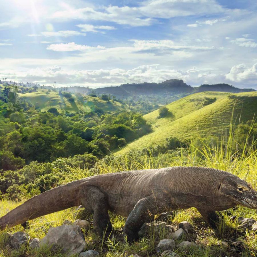 Komodo Dragons