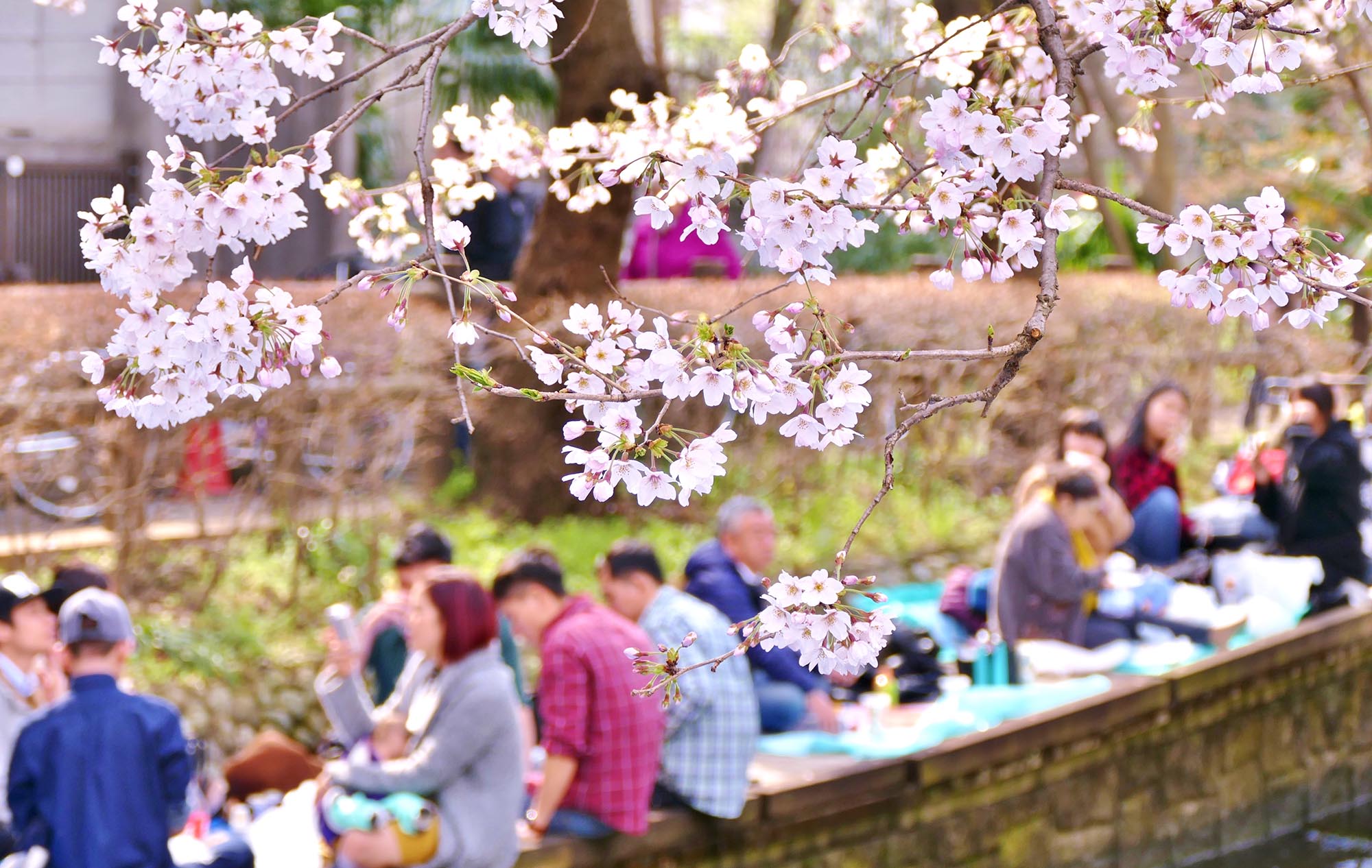 Tokyo Weather: from Spring Cherry Blossoms in March to November