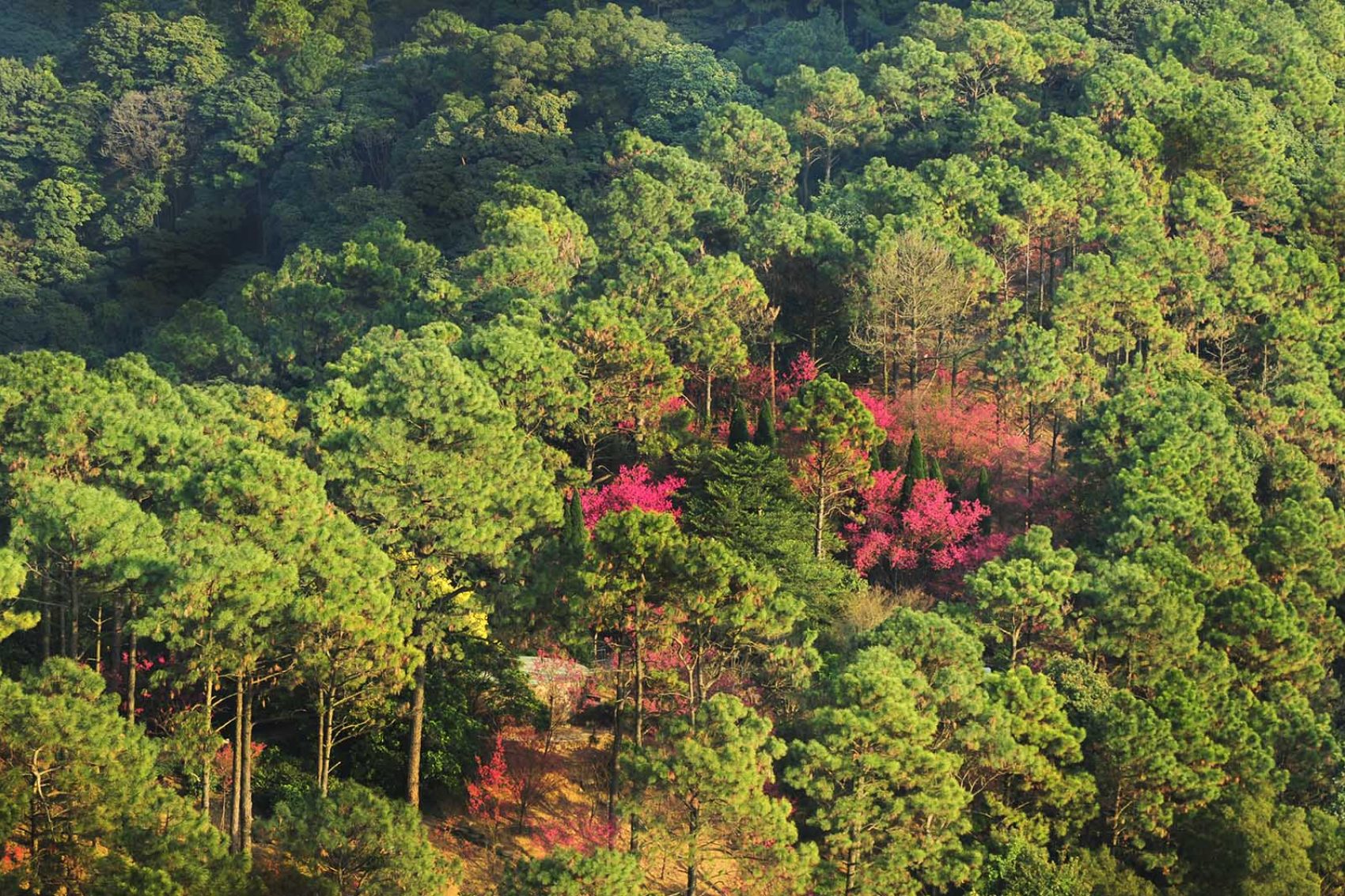 Credit: Kadoorie Farm & Botanic Garden