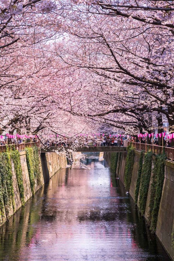 Cherry blossoms over Tokyo's Meguro River