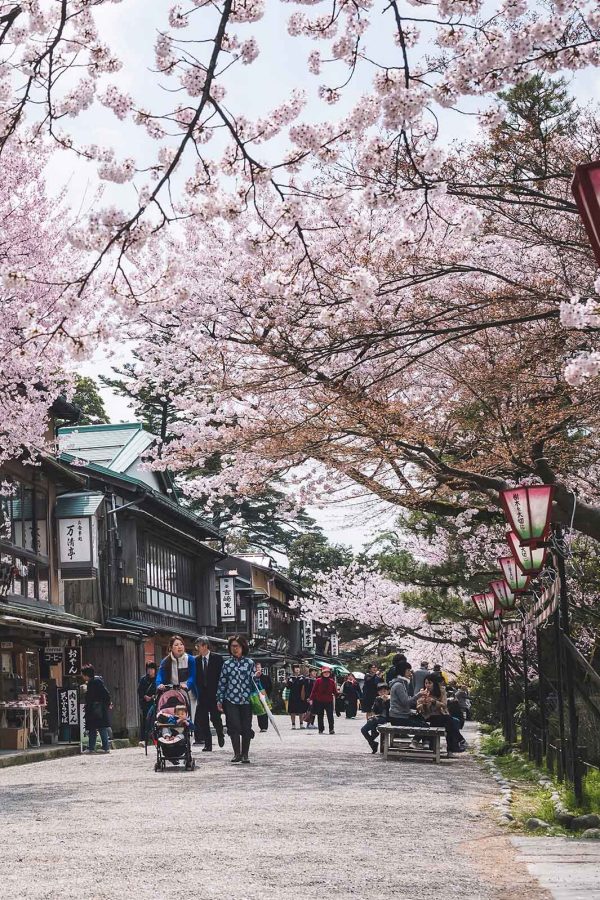 Cherry blossoms in Kanazawa, Japan