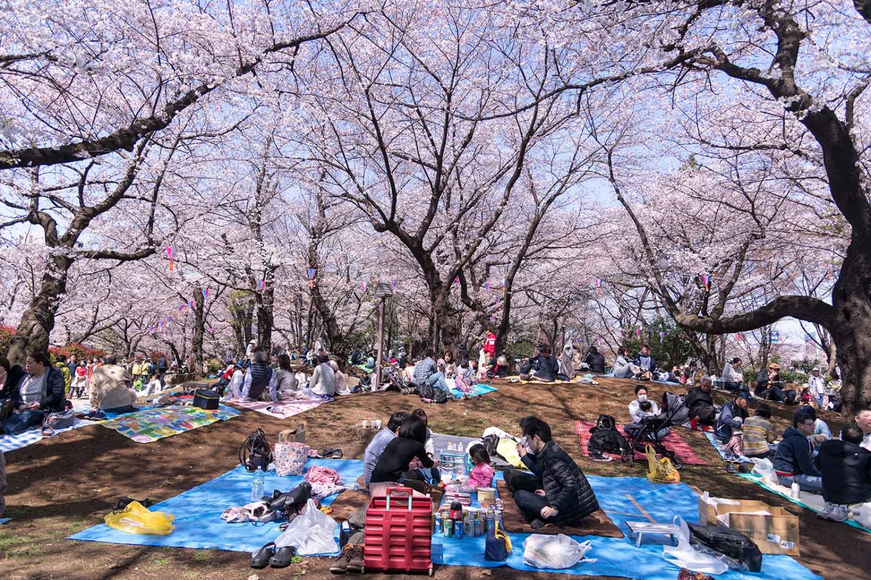 Hanami cherry blossom viewing in Akukayama Park, Tokyo. Credit: Picnote/Shutterstock